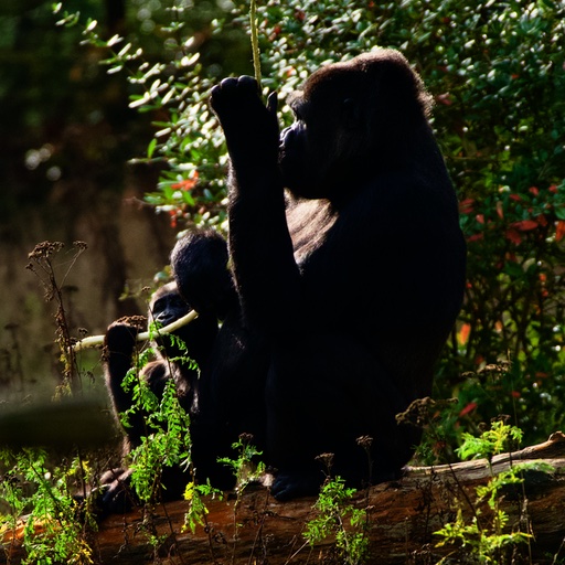 Apenheul Zoo visited on October 2022