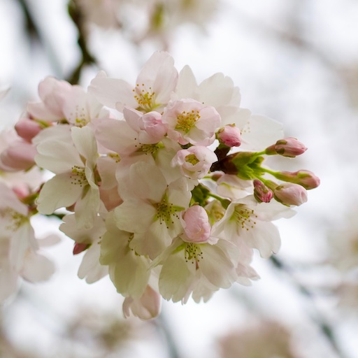 Cherry blossom park in Amsterdam Bos 2023