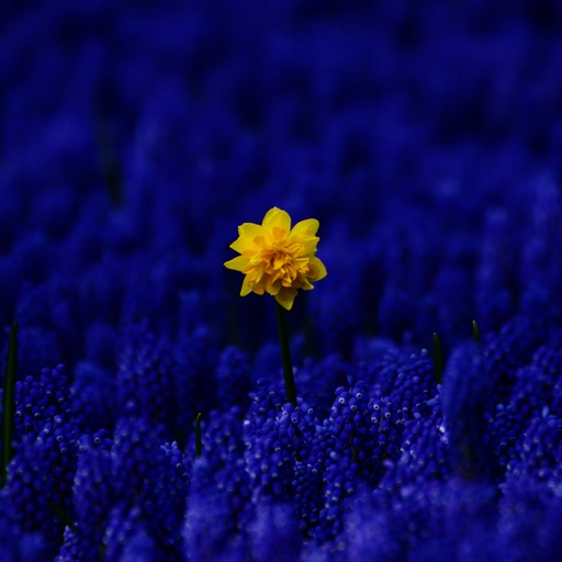 Keukenhof visited on 2022