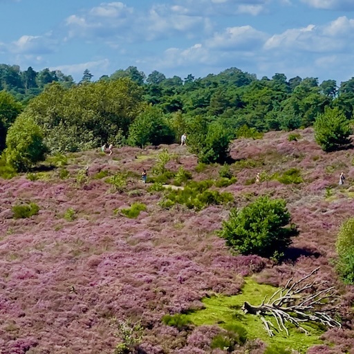 Group hiking in Veluwe national park